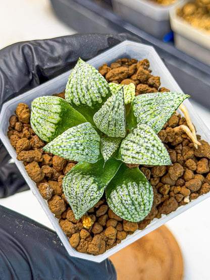 Haworthia Bojin (wa7) (b4) | Rare Import