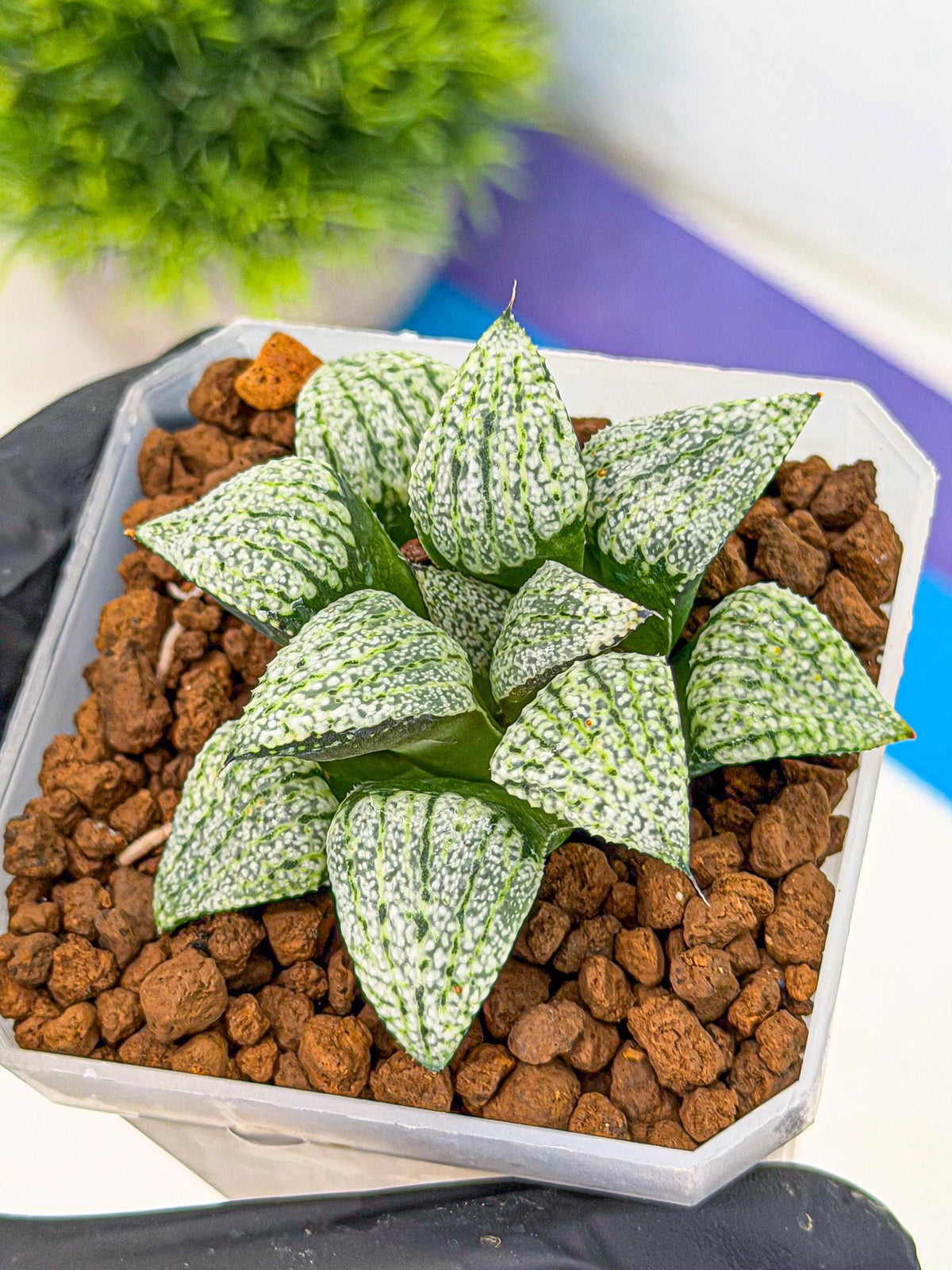 Haworthia Bojin (wa7) (b3) | Rare Import