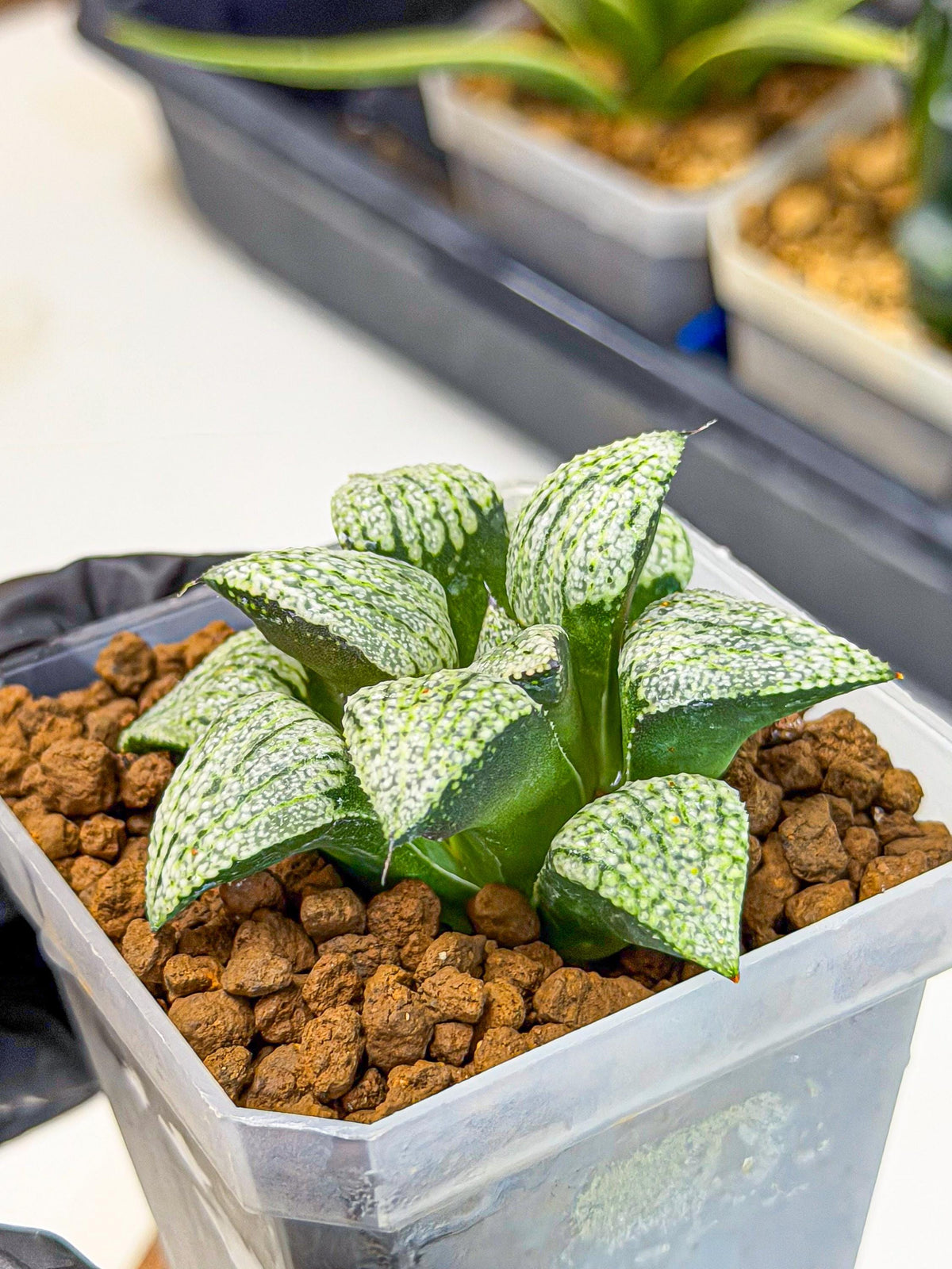 Haworthia Bojin (wa7) (b3) | Rare Import