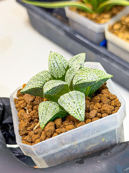 Haworthia Bojin (wa7) (b3) | Rare Import