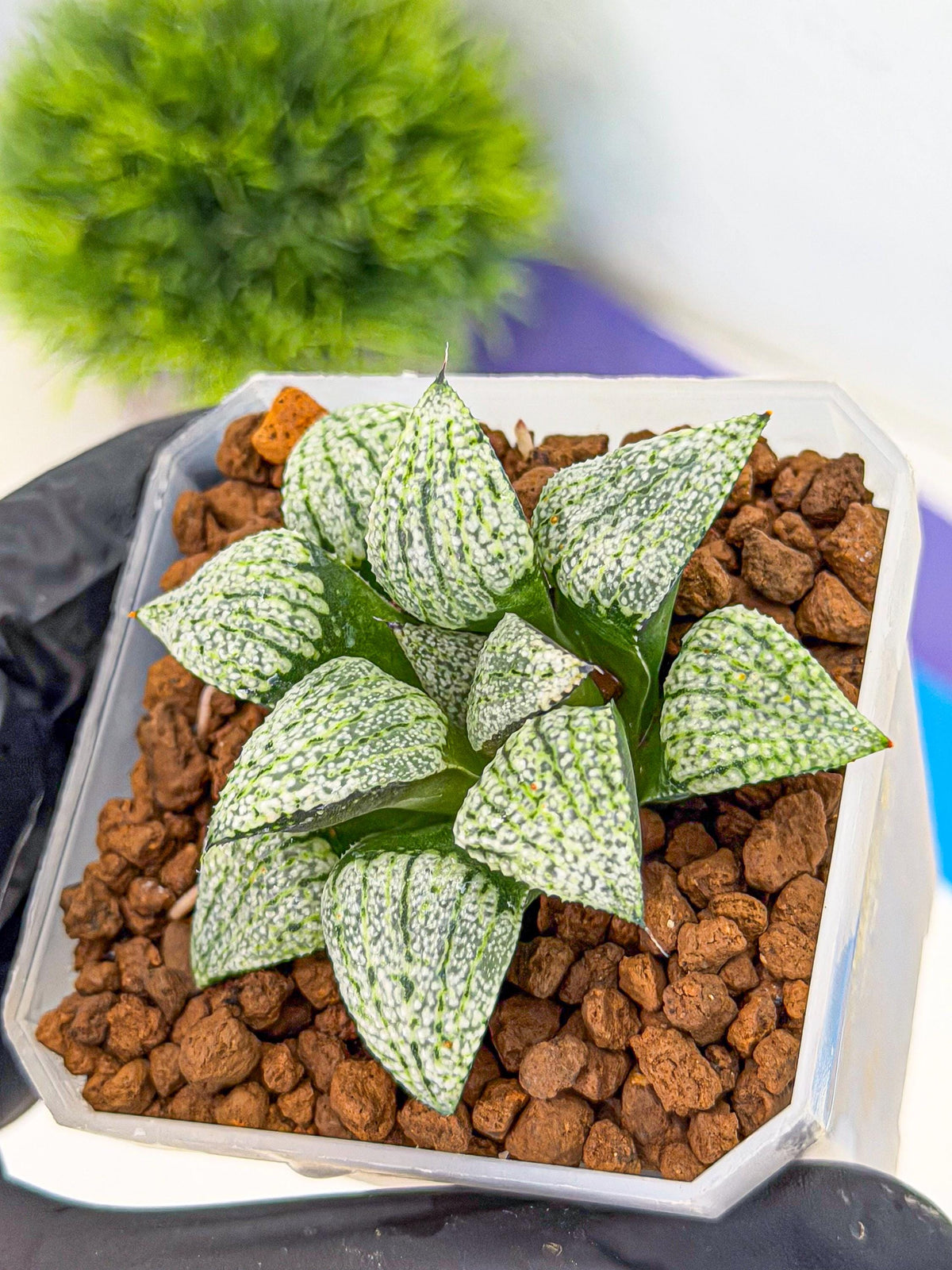 Haworthia Bojin (wa7) (b3) | Rare Import
