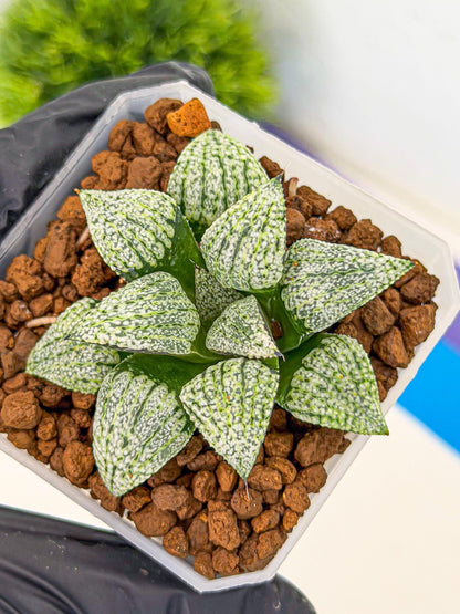 Haworthia Bojin (wa7) (b3) | Rare Import