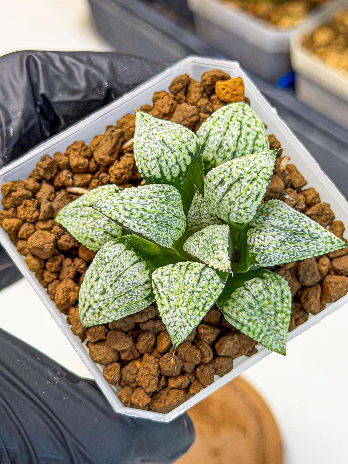 Haworthia Bojin (wa7) (b3) | Rare Import