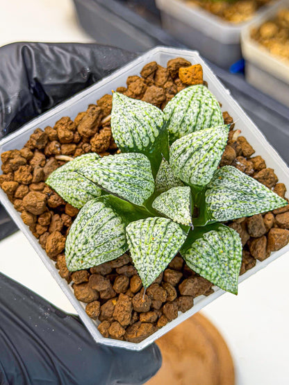 Haworthia Bojin (wa7) (b3) | Rare Import