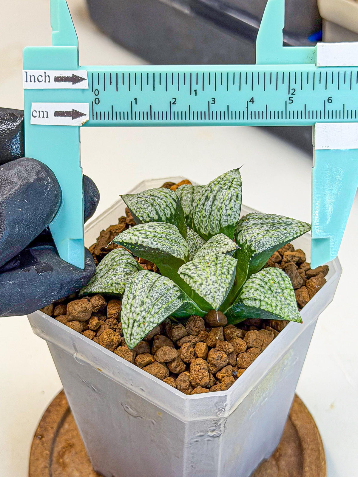 Haworthia Bojin (wa7) (b3) | Rare Import