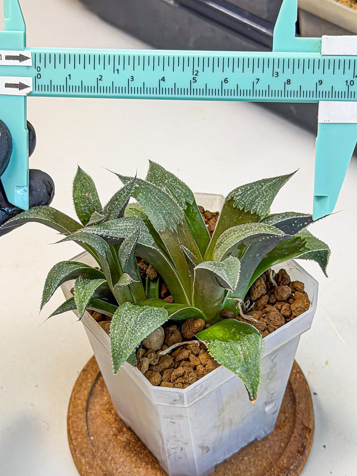 Haworthia Lu Zhi Xing (wa7) (r1) | Rare Import