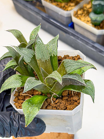 Haworthia Lu Zhi Xing (wa7) (r1) | Rare Import
