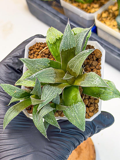 Haworthia Lu Zhi Xing (wa7) (r1) | Rare Import
