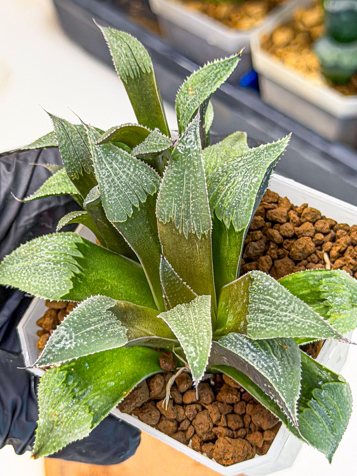 Haworthia Lu Zhi Xing (wa7) (r1) | Rare Import