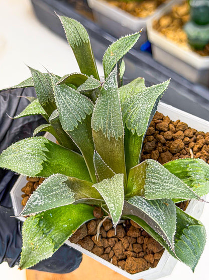 Haworthia Lu Zhi Xing (wa7) (r1) | Rare Import