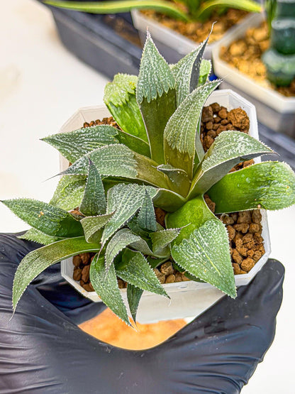 Haworthia Lu Zhi Xing (wa7) (r1) | Rare Import