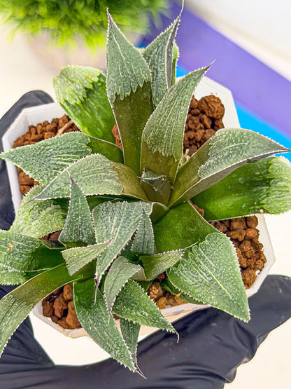 Haworthia Lu Zhi Xing (wa7) (r1) | Rare Import