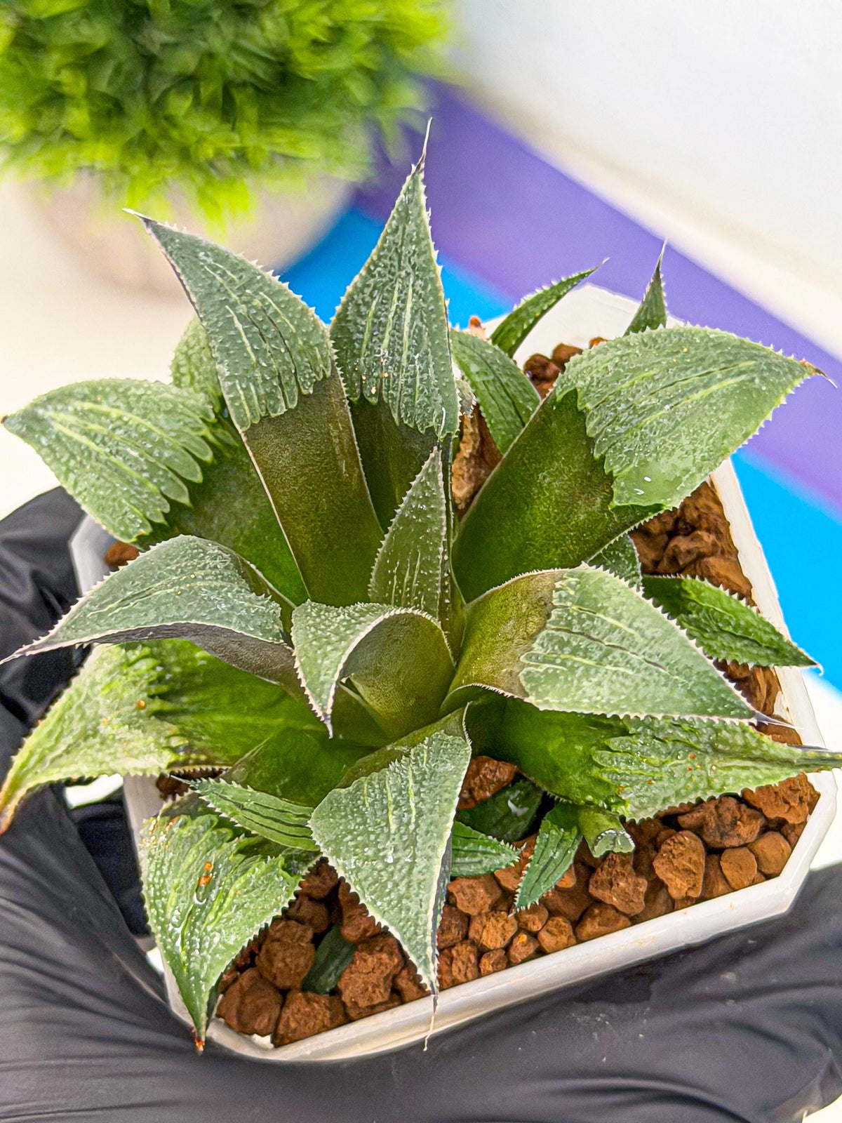 Haworthia Lu Zhi Xing (wa7) (r3) | Rare Import