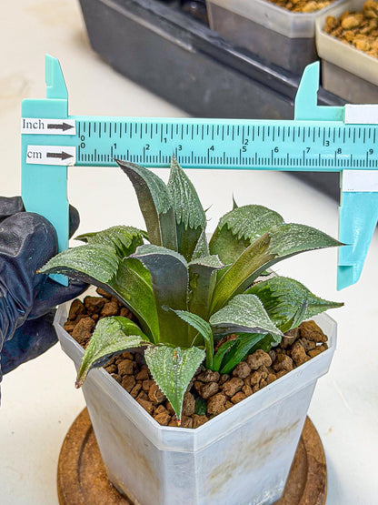 Haworthia Lu Zhi Xing (wa7) (r3) | Rare Import