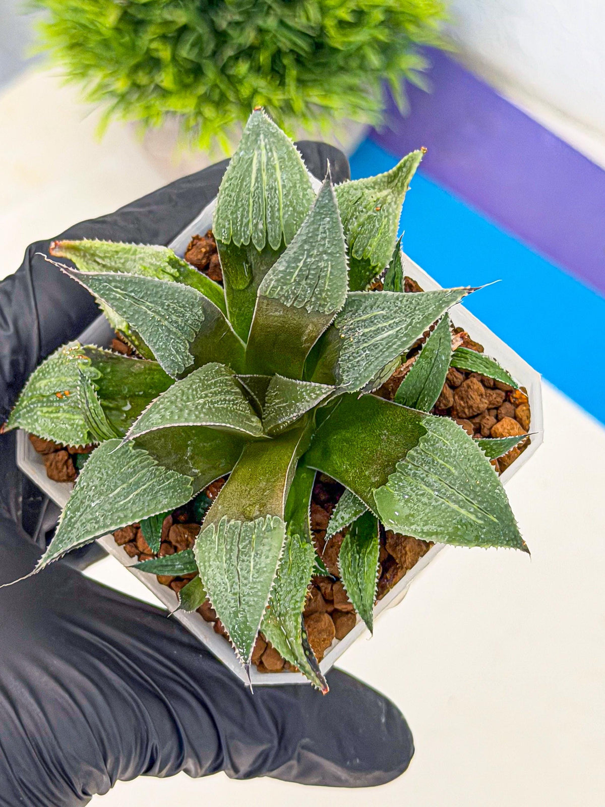 Haworthia Lu Zhi Xing (wa7) (r3) | Rare Import