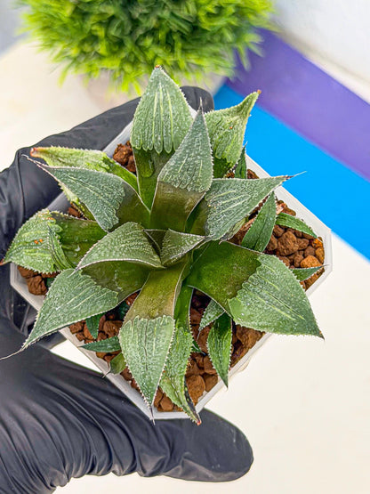 Haworthia Lu Zhi Xing (wa7) (r3) | Rare Import