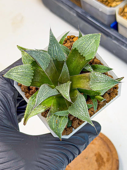 Haworthia Lu Zhi Xing (wa7) (r3) | Rare Import