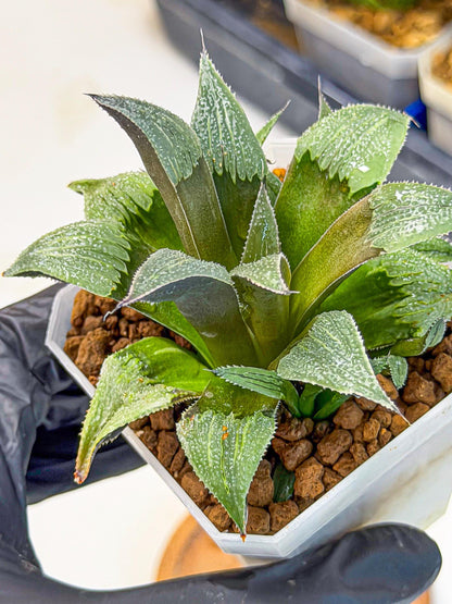 Haworthia Lu Zhi Xing (wa7) (r3) | Rare Import
