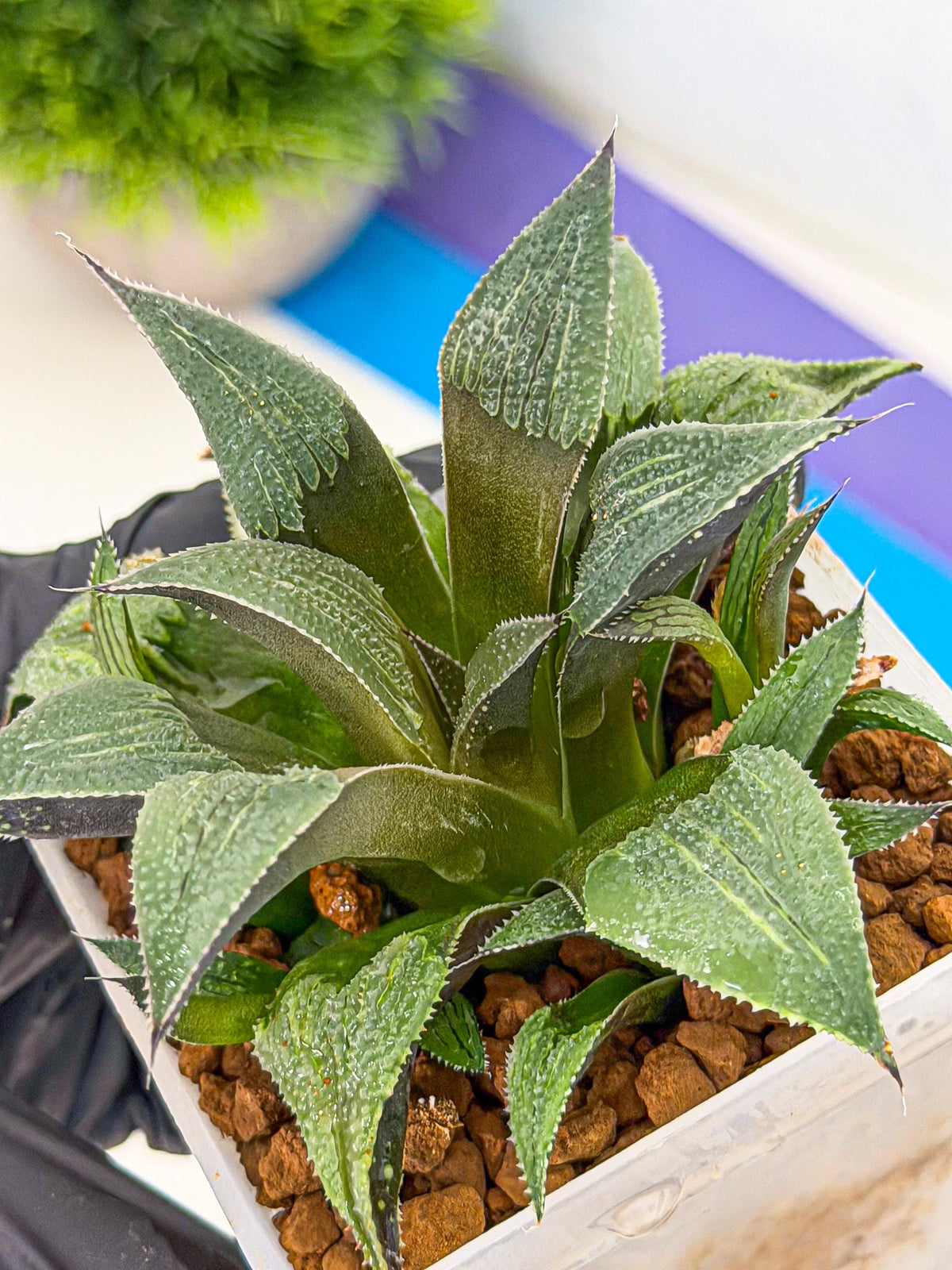 Haworthia Lu Zhi Xing (wa7) (r3) | Rare Import