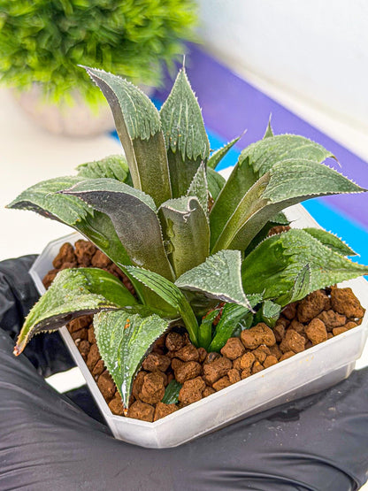 Haworthia Lu Zhi Xing (wa7) (r3) | Rare Import