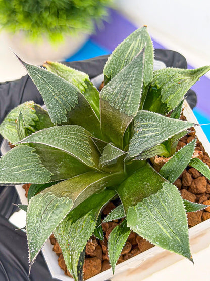 Haworthia Lu Zhi Xing (wa7) (r3) | Rare Import