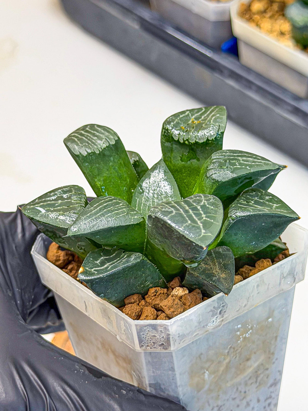 Haworthia Yueying (wa7) (7) | House plant