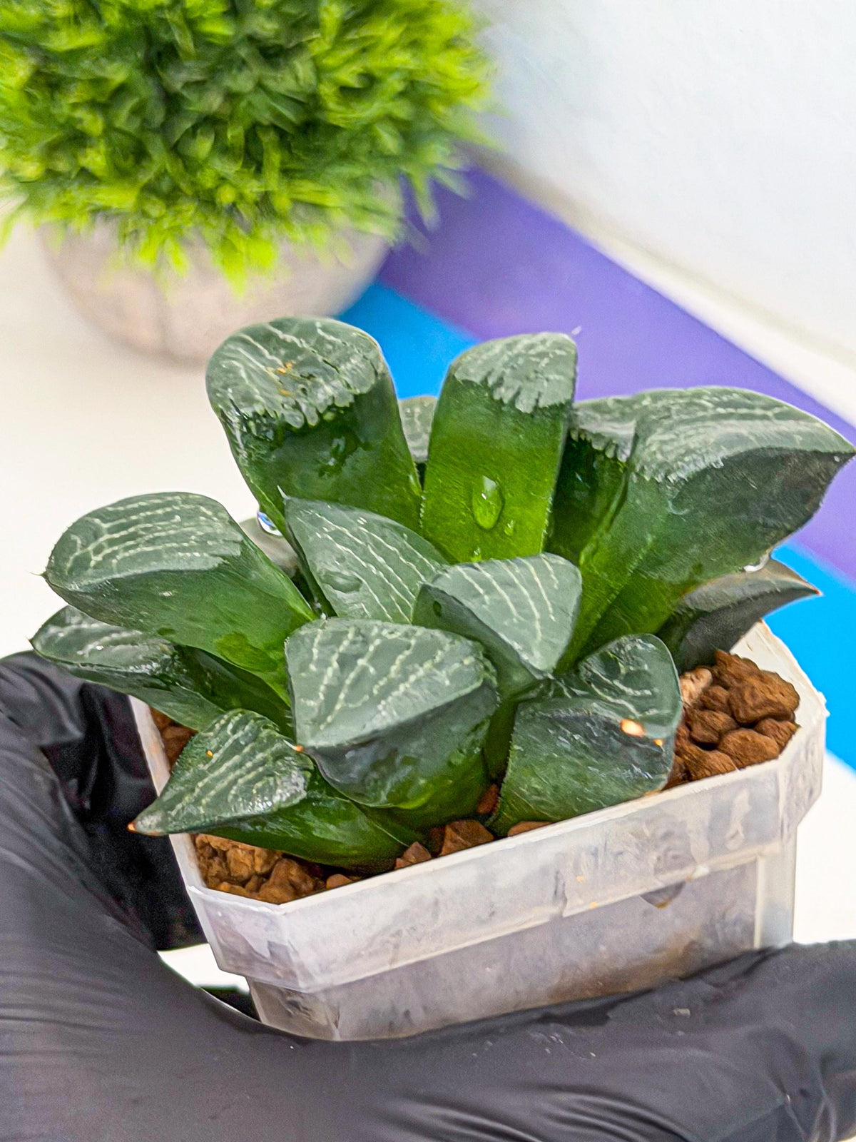 Haworthia Yueying (wa7) (7) | House plant