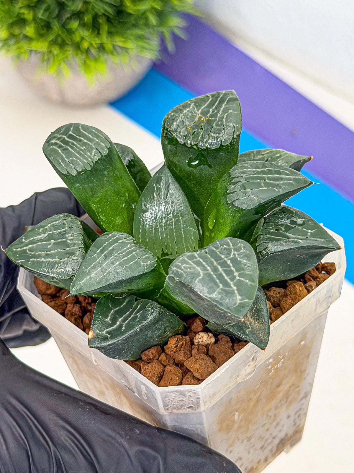 Haworthia Yueying (wa7) (7) | House plant