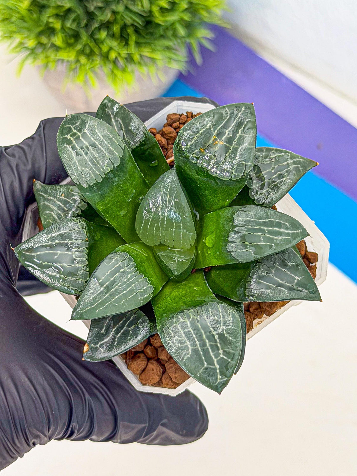 Haworthia Yueying (wa7) (7) | House plant