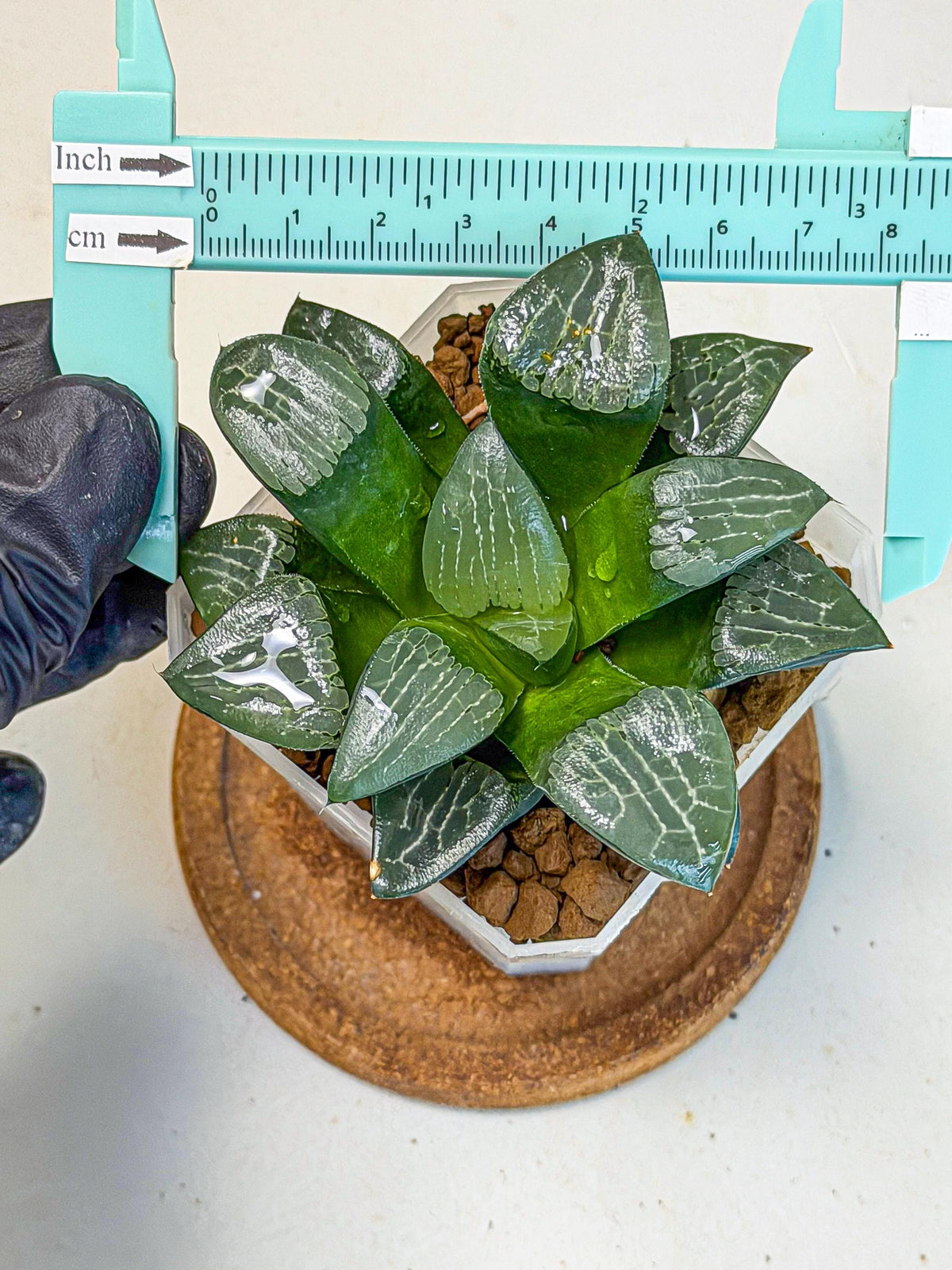 Haworthia Yueying (wa7) (7) | House plant