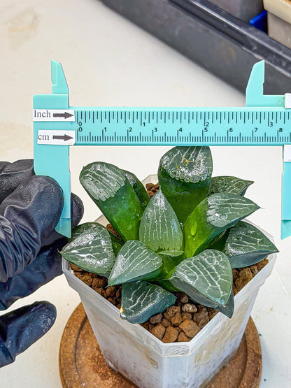 Haworthia Yueying (wa7) (7) | House plant