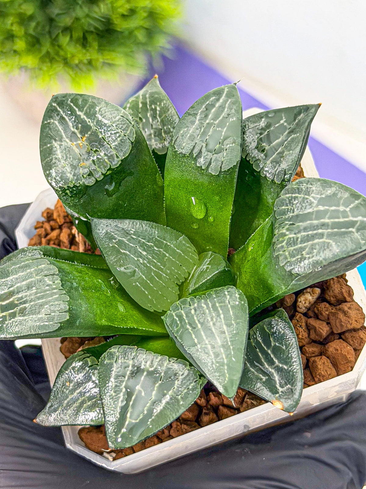 Haworthia Yueying (wa7) (7) | House plant