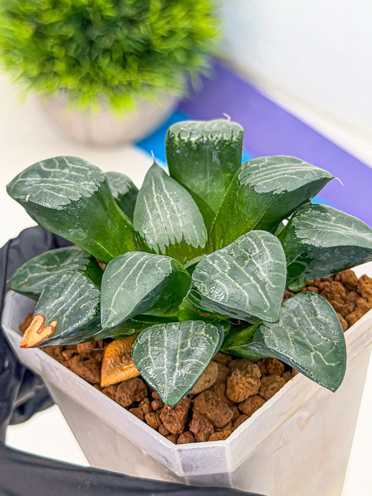 Haworthia Yueying (wa7) (8) | House plant