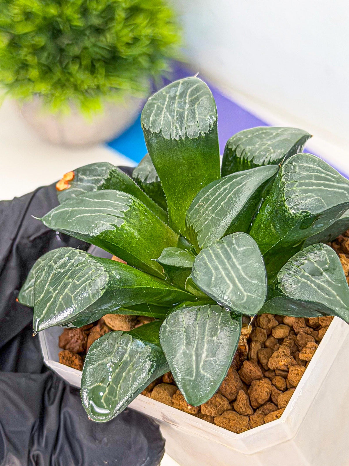 Haworthia Yueying (wa7) (8) | House plant
