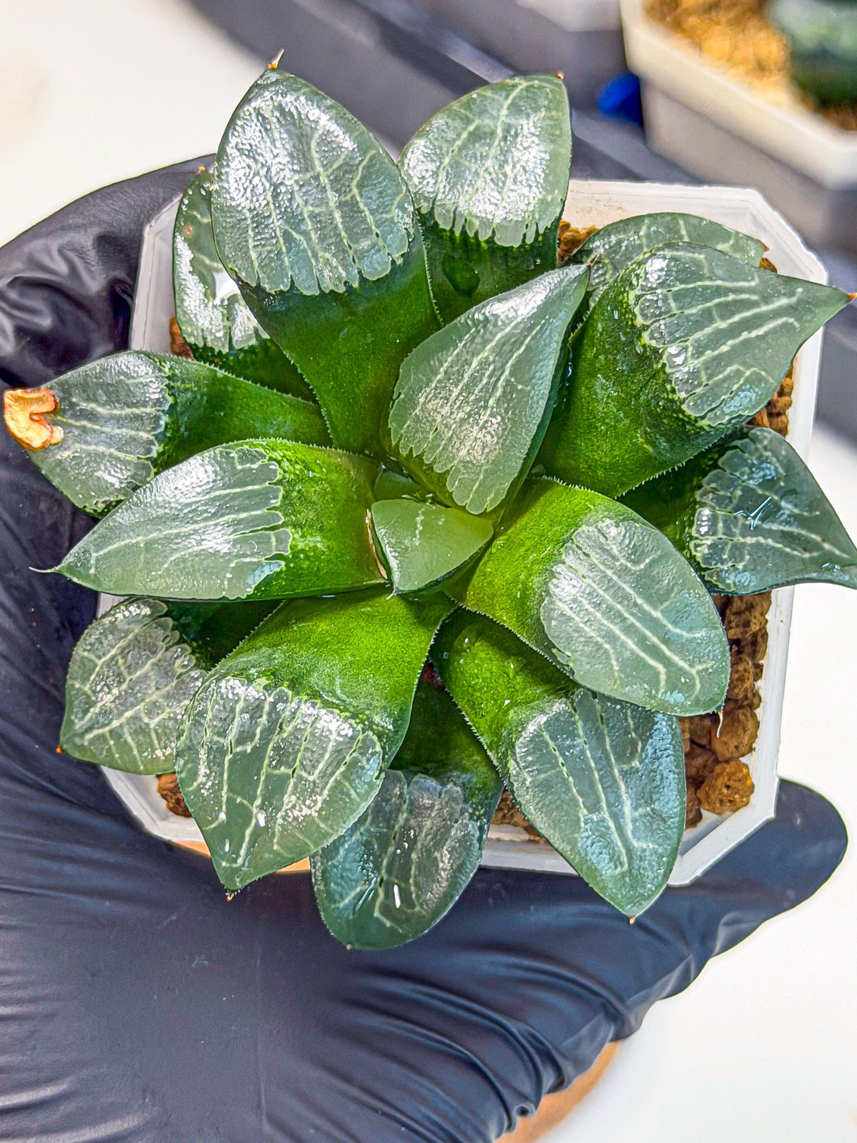 Haworthia Yueying (wa7) (8) | House plant