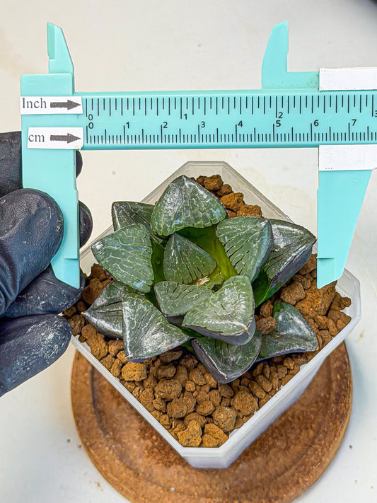 Haworthia Riyuentan (wa7) (g4) | Rare Import