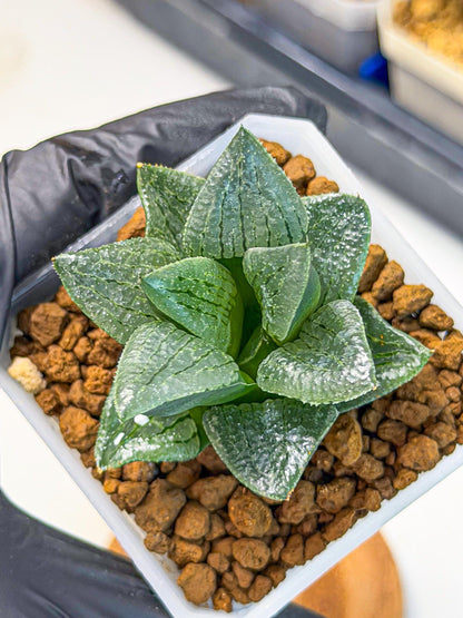 Haworthia Xianggua Dao (wa7) (11) | Rare Hybrids