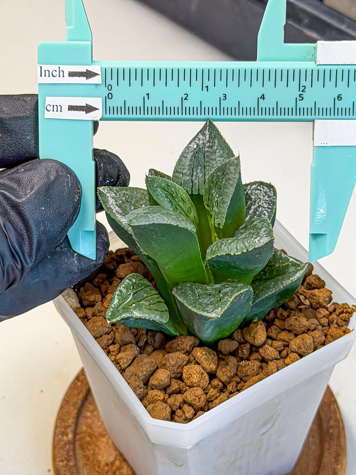 Haworthia Xianggua Dao (wa7) (11) | Rare Hybrids