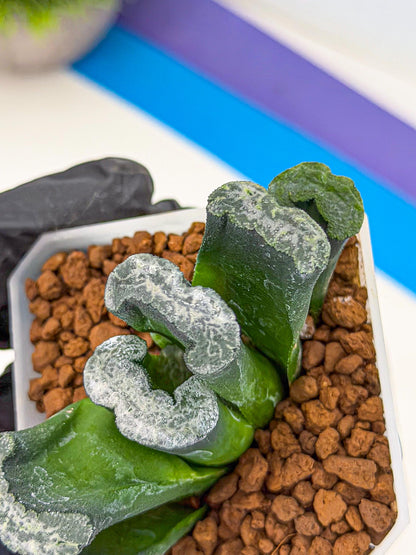 Haworthia Wuwen (wa7) (12) | Rare Hybrids