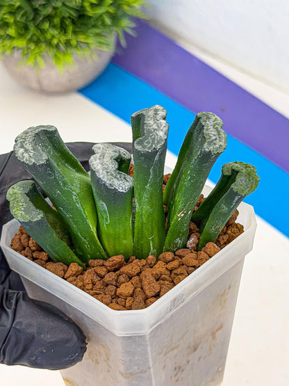 Haworthia Wuwen (wa7) (12) | Rare Hybrids