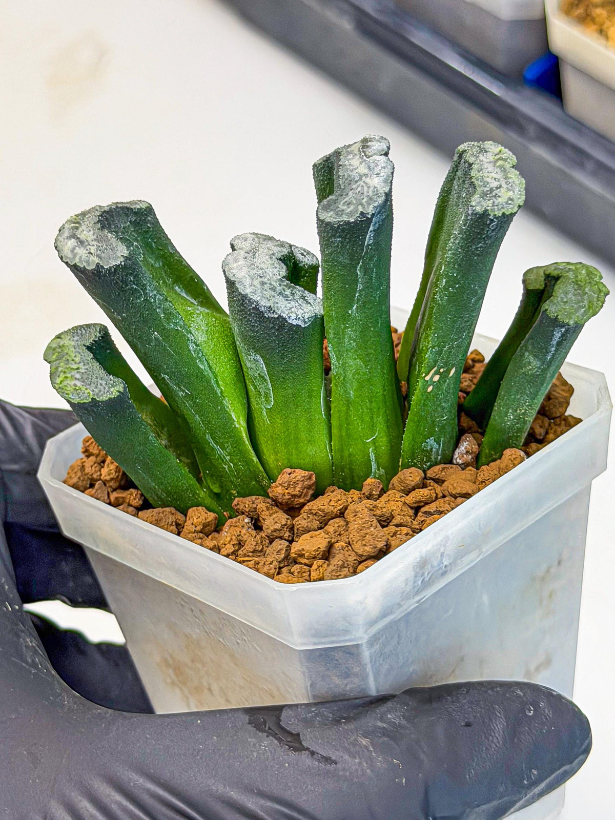 Haworthia Wuwen (wa7) (12) | Rare Hybrids