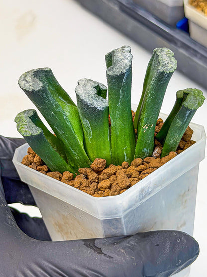 Haworthia Wuwen (wa7) (12) | Rare Hybrids