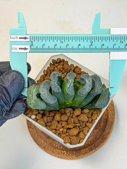 Haworthia Green Fall (wa7) (13) | Rare Hybrids