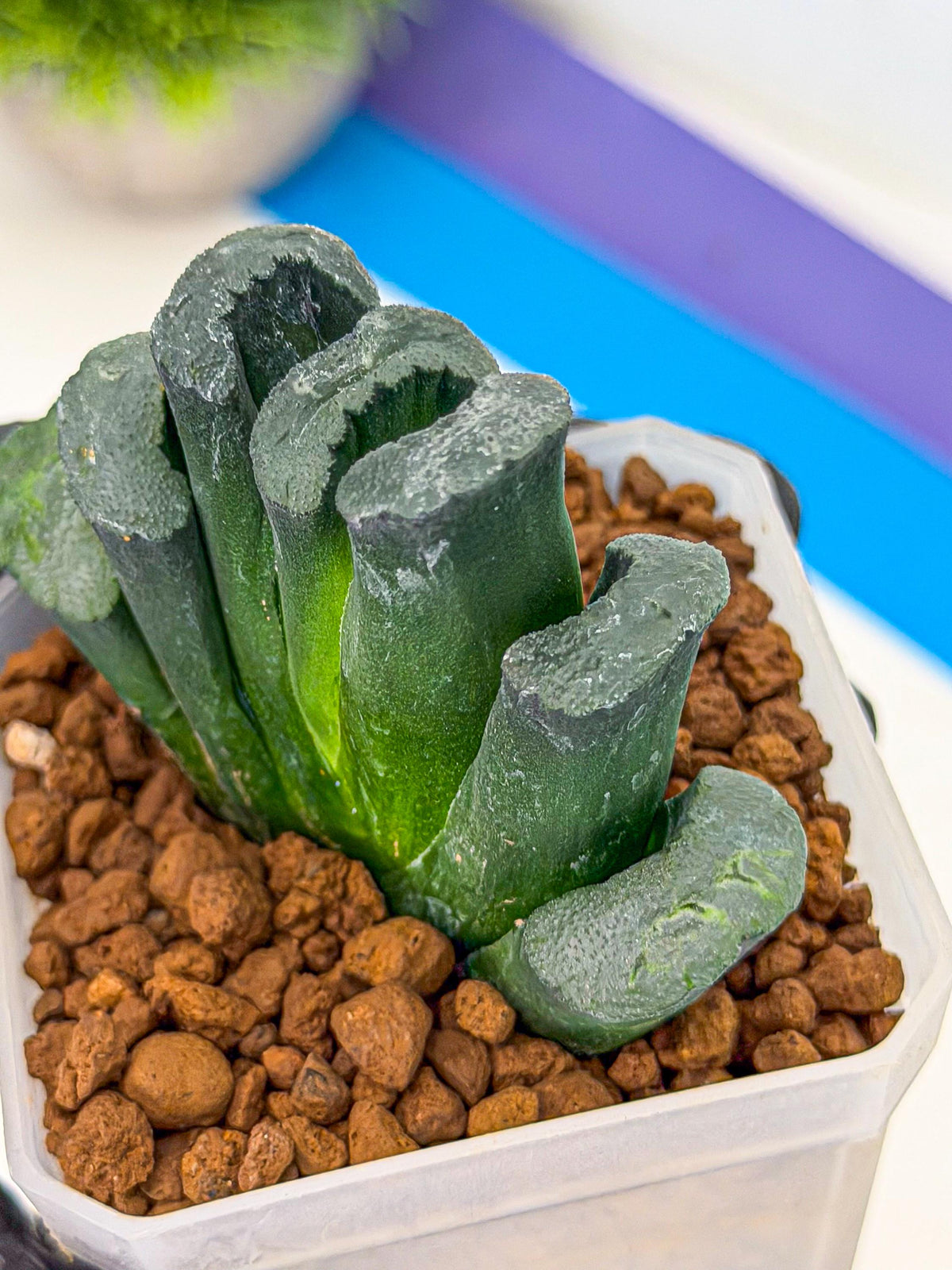 Haworthia Green Fall (wa7) (13) | Rare Hybrids