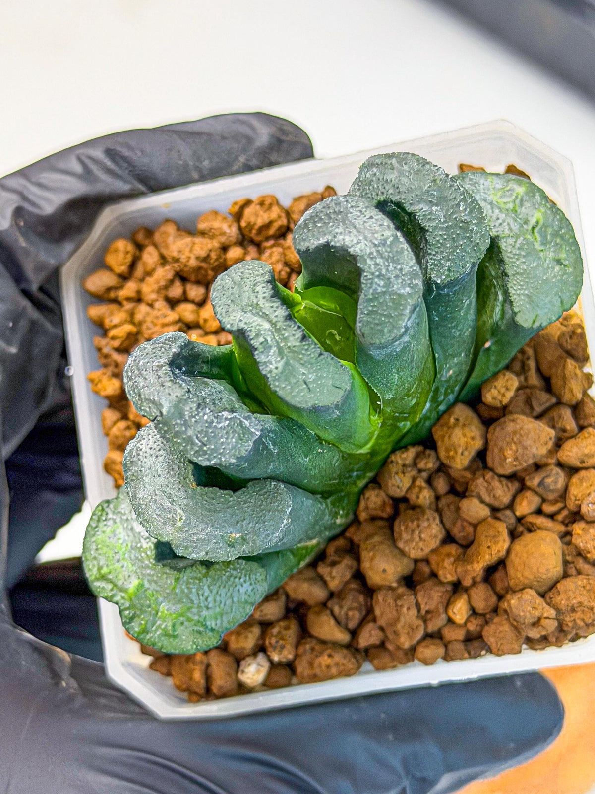 Haworthia Green Fall (wa7) (13) | Rare Hybrids