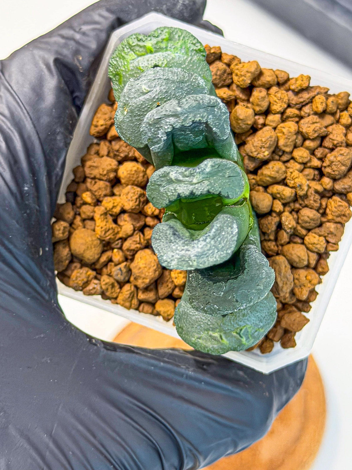 Haworthia Green Fall (wa7) (13) | Rare Hybrids