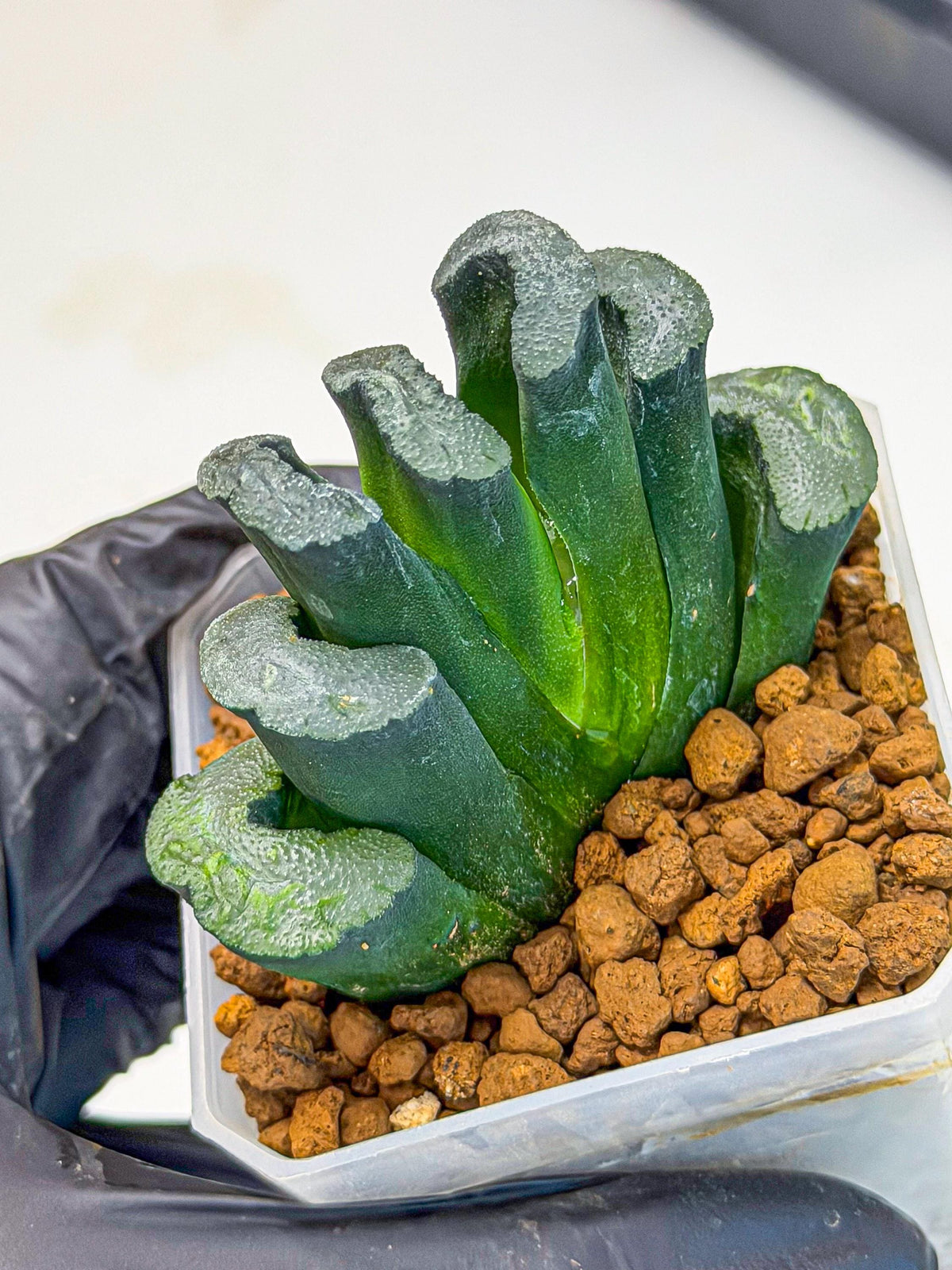 Haworthia Green Fall (wa7) (13) | Rare Hybrids