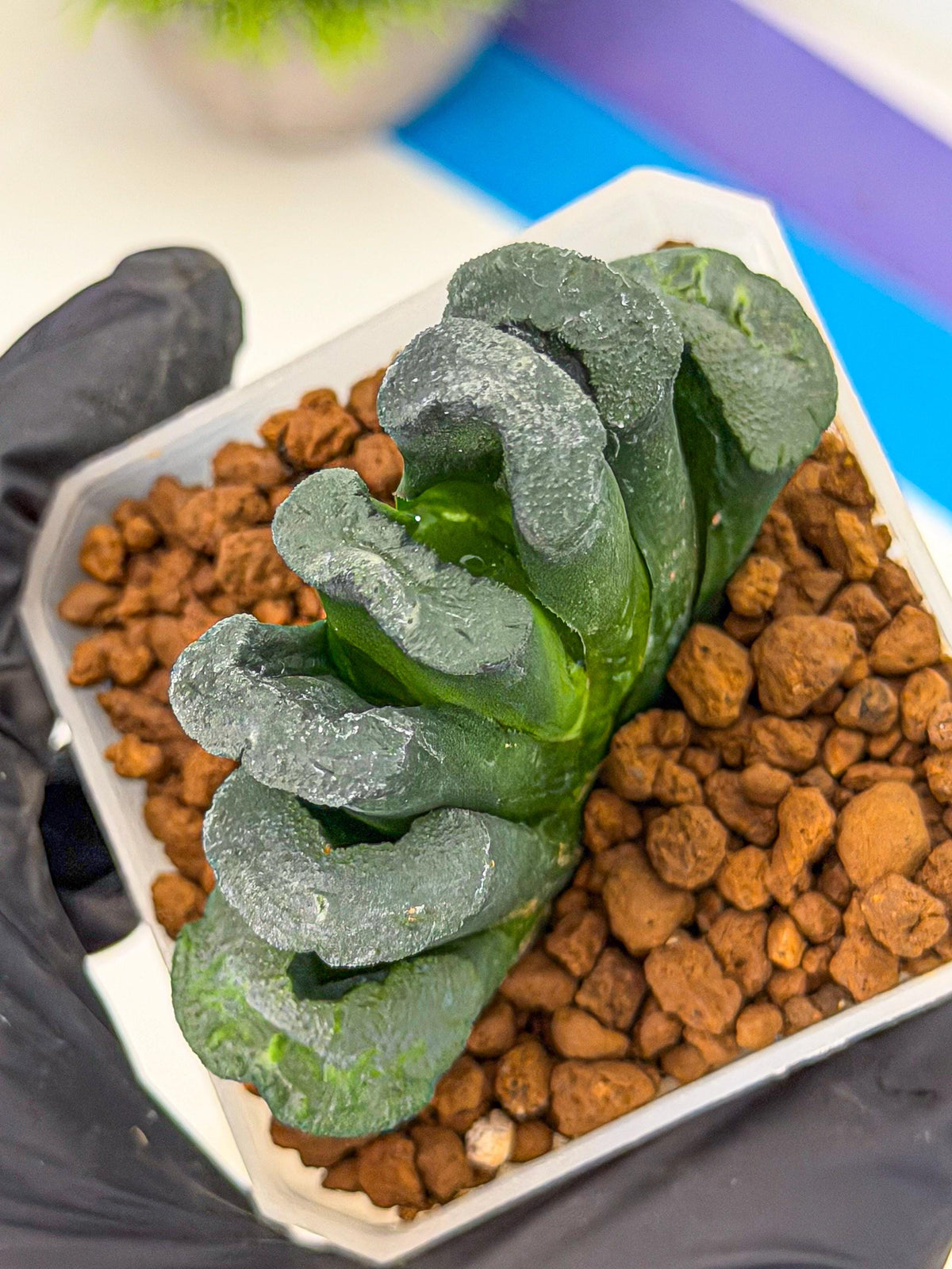 Haworthia Green Fall (wa7) (13) | Rare Hybrids