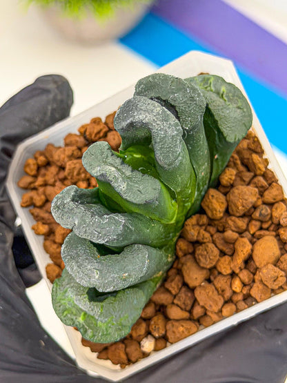 Haworthia Green Fall (wa7) (13) | Rare Hybrids