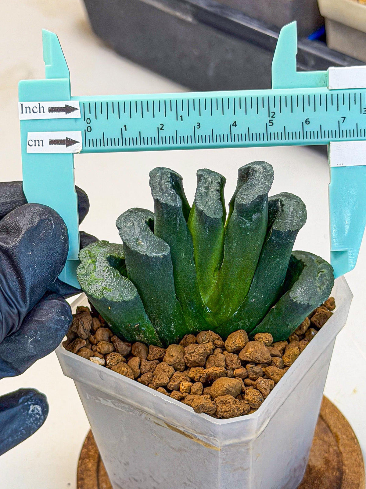 Haworthia Green Fall (wa7) (13) | Rare Hybrids